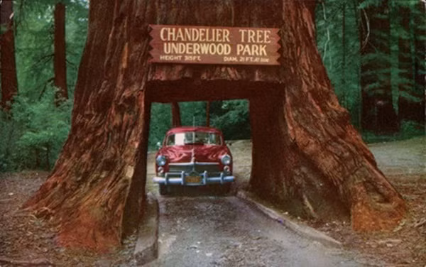 duong-xuyen-qua-goc-cay