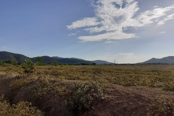 Trại bò nghìn tỷ liên quan ông Trần Bắc Hà giờ thành vườn chuối