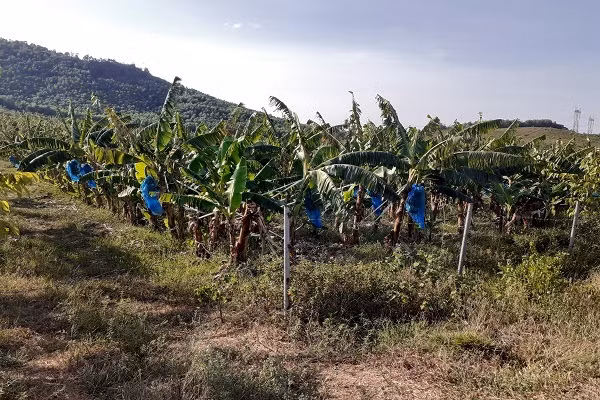 Trại bò nghìn tỷ liên quan ông Trần Bắc Hà giờ thành vườn chuối