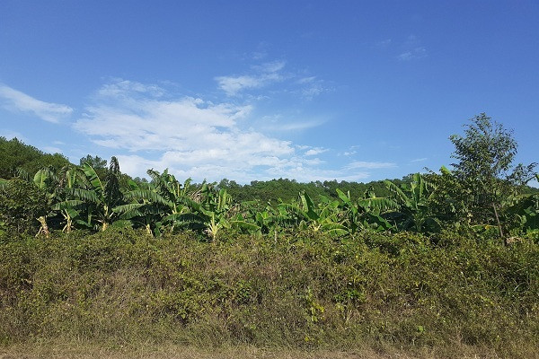 Trại bò nghìn tỷ liên quan ông Trần Bắc Hà giờ thành vườn chuối