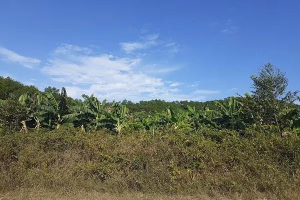 Trại bò nghìn tỷ liên quan ông Trần Bắc Hà giờ thành vườn chuối