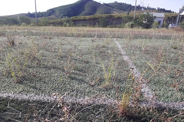 Trại bò nghìn tỷ liên quan ông Trần Bắc Hà giờ thành vườn chuối