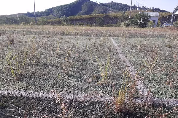 Trại bò nghìn tỷ liên quan ông Trần Bắc Hà giờ thành vườn chuối