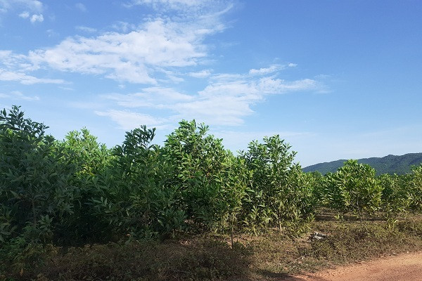 Trại bò nghìn tỷ liên quan ông Trần Bắc Hà giờ thành vườn chuối