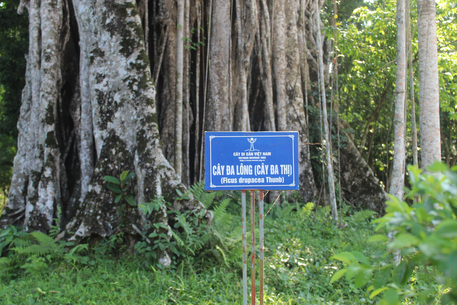 Năm 2013, cây Đa Thị đã được công nhận là cây di sản Việt Nam. Ảnh: LT.