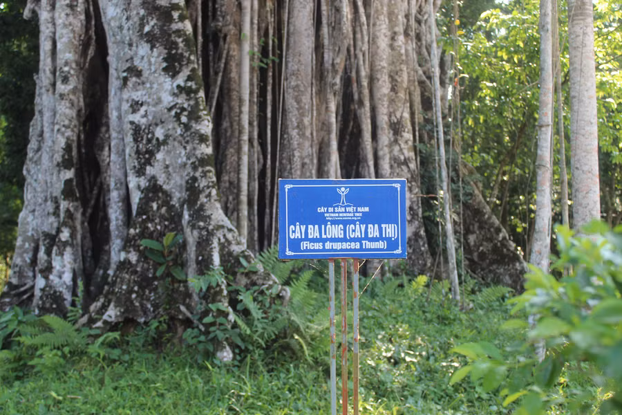 Năm 2013, cây Đa Thị đã được công nhận là cây di sản Việt Nam. Ảnh: LT.