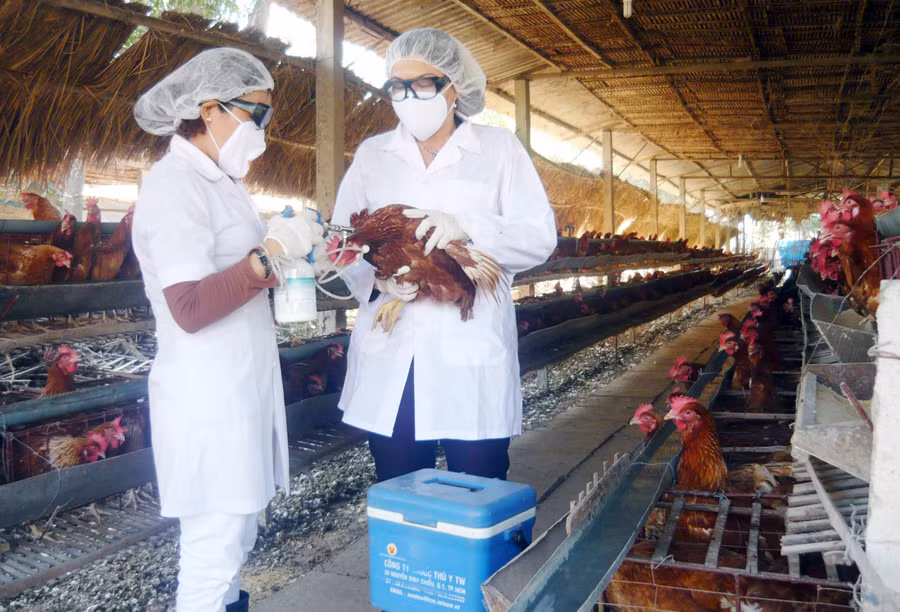 Nỗi lo cúm gia cầm đang quay lại