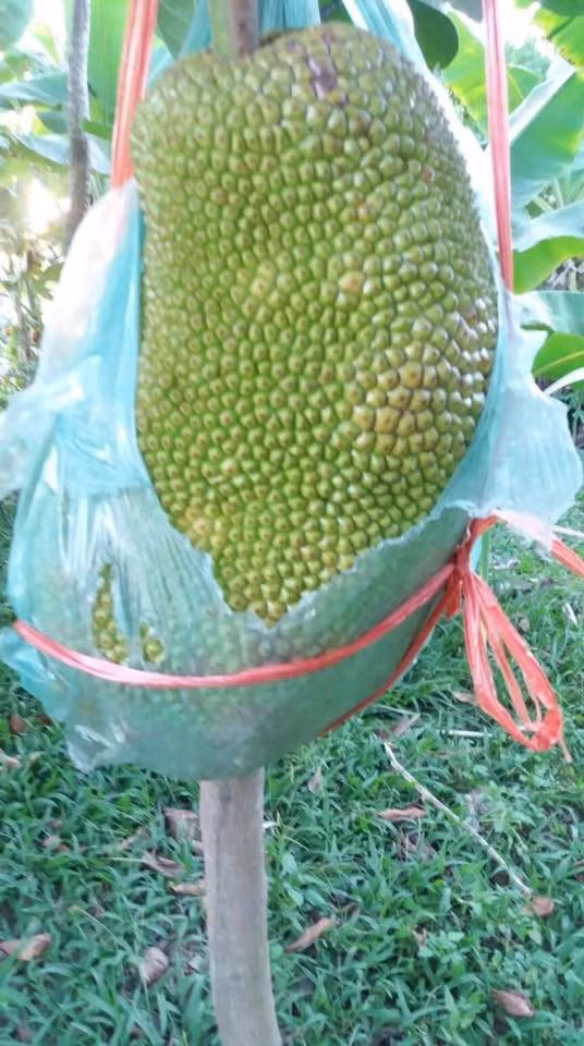 Đây, mít nhà mình đây, chẳng hiểu sao thân chỉ bằng ngón tay cái thôi. (Ảnh: Dương Nga)