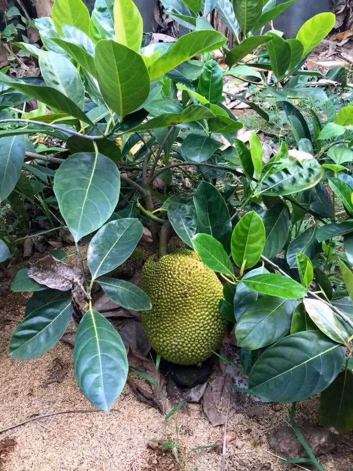 Đây là giống mít leo ư? (Ảnh: Tuấn)