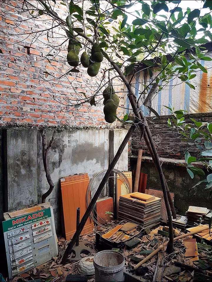 Cây mít này tuy bé nhỏ nhưng đếm sơ sơ đã có đến 7 quả. (Ảnh: Duy Cường)