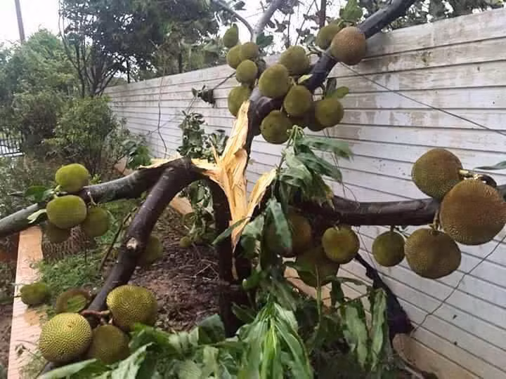 Còn đây là một cây mít tố nữ, sai chi chít toàn trái là trái, trong khi cây thì quá còi, sét đánh trúng nên chia đôi ba ngả như thế này.