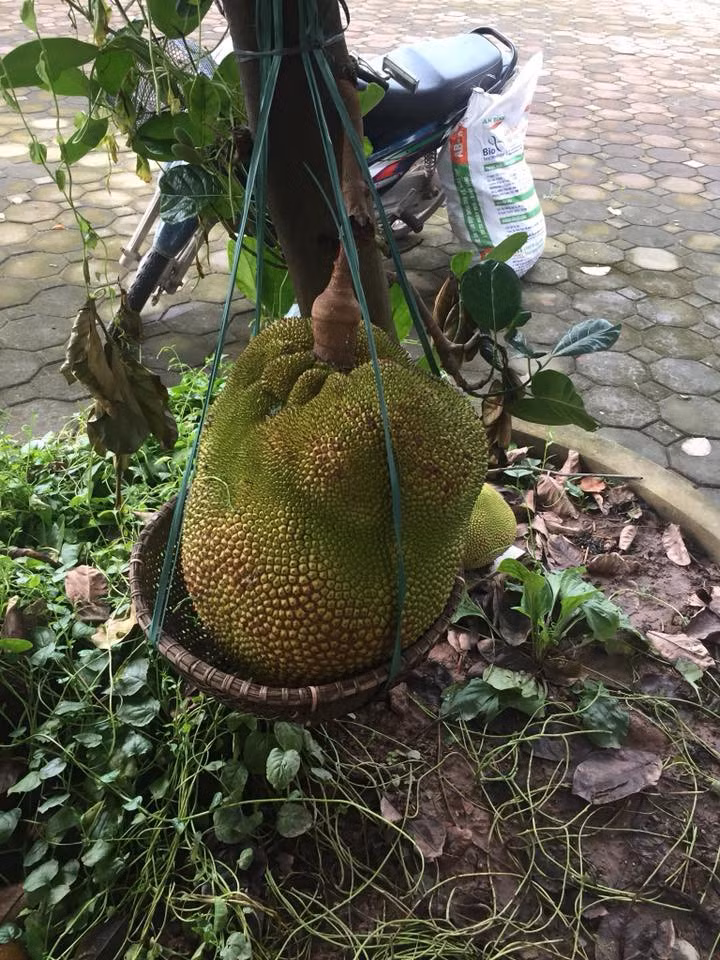 Quả này to quá, phải có bệ đỡ bằng rổ hẳn hơi. (Ảnh: Lê Trường)