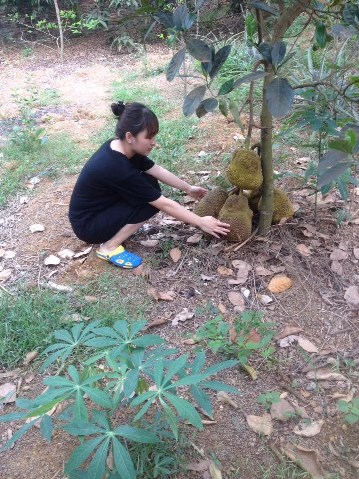 May quá, chùm mít này mọc sát đất nên có đất đỡ giúp, không thì cũng đổ cây mất/ (Ảnh: Nga Thu)