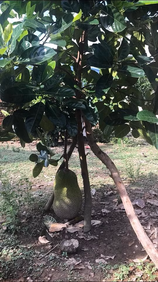 Quả mít to gấp chục lần thân cây rồi. (Ảnh: Lê Tuấn Anh)