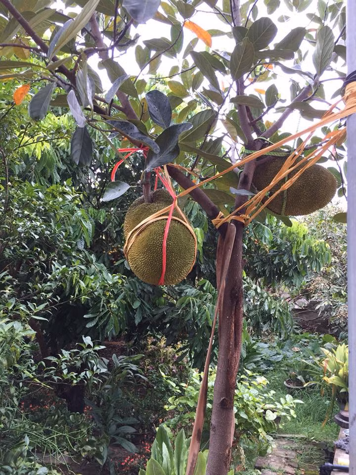 Hai trái mit sinh đôi của nhà cô nàng Phạm Thúy Hồng.