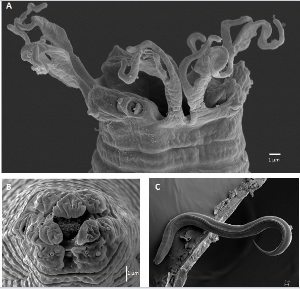 Nhà khoa học nữ VN có công trình được đăng trên tạp chí khoa học uy tín nhất thế giới