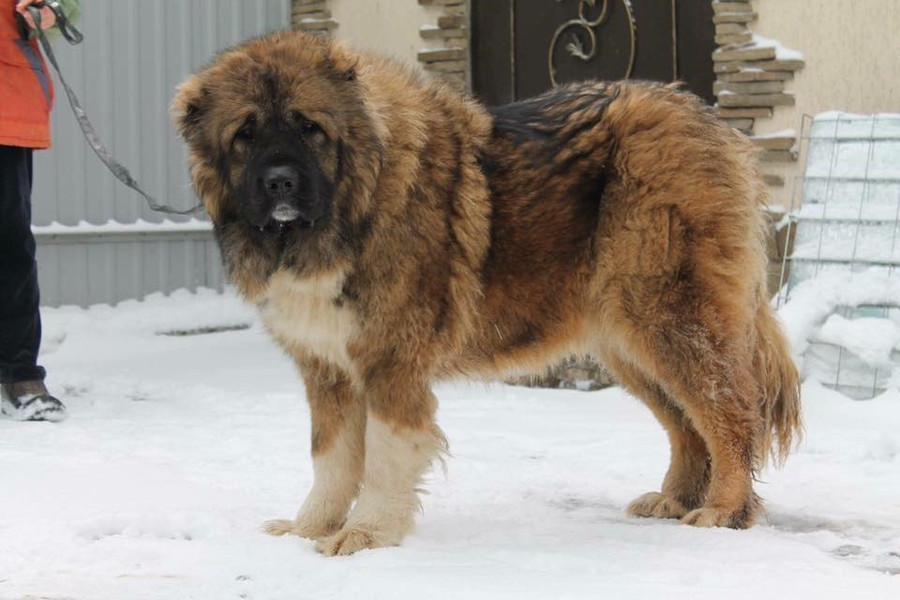 Chó chăn cừu vùng Kavkaz rất khỏe mạnh, và bản tính đặc biệt hung dữ, nguy hiểm. Bởi vậy nếu không được huấn luyện và nuôi dưỡng đúng cách, chúng sẽ rất hung hăng, mất kiểm soát và sẵn sàng tấn công người lạ mặt bất cứ lúc nào. 