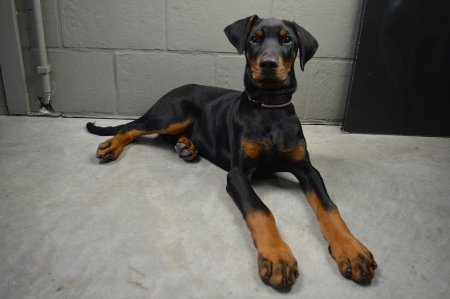 Loài Doberman Pinschers rất nhạy cảm, và có thể nổi tính khí hung hăng bất cứ khi nào cảm thấy có điều nguy hiểm xảy ra với chủ nhân, gia đình hoặc khi nhận lệnh tấn công người từ chủ nhân hoặc người huấn luyện. Loài này cũng được đánh giá là giống chó thông minh và vâng lời bậc nhất.