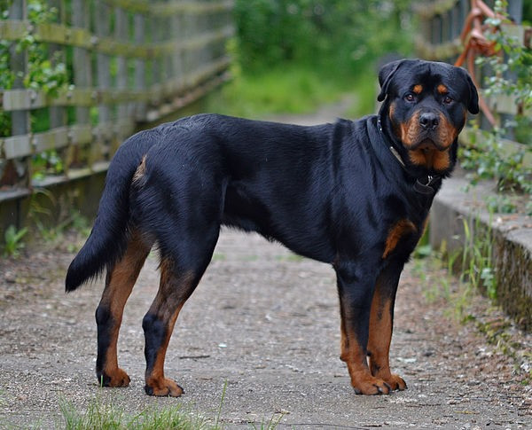 Rottweiler là một giống chó khiến nhiều người khiếp sợ. Đây là một giống chó dữ, gần như một nửa các ca tử vong do chó tấn công ở Hoa Kỳ là do loài chó này gây ra.