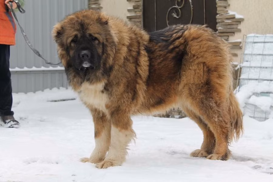 10 loài chó hung hãn và nguy hiểm nhất thế giới