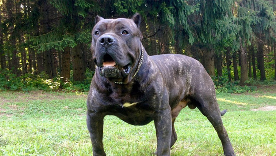 Presa canario (Perro de Presa Canario) có tổ tiên là giống chó hoang sinh sống trên đảo Canary, chúng có thân hình to lớn, ban đầu chúng được nuôi để chăn thả súc vật. Presa là một loài chó chọi, chó chiến, chính vì thế bản năng chiến đấu của nó rất cao. Nếu trong một cuộc chiến không cân sức, có thể chưa đầy 5 phút nó đã kết liễu đối thủ.