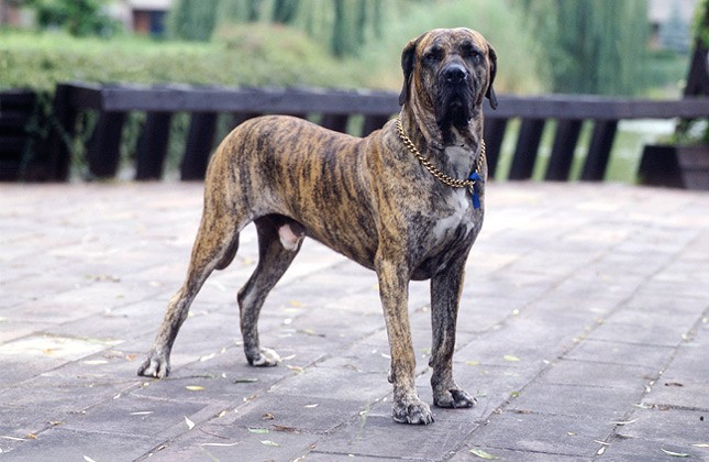 Chó ngao Brazil (Fila Brasileiro) phản ứng rất tiêu cực với người lạ, ngay cả những con đã được hòa đồng từ rất sớm. Chúng có bản năng bảo vệ tất cả những gì thuộc về gia đình chúng. 