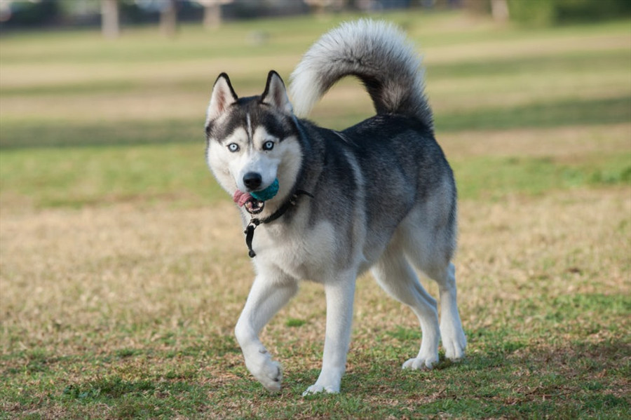 Tuy những chú Husky sau khi đã được thuần dưỡng có tính cách khá hiền lành, nhưng đây không phải loài chó dễ huấn luyện. Những con Husky sống hoang dã trong tự nhiên có tính cách hung dữ hơn và gần giống với loài sói. Có một trường hợp người dân báo cáo bị Husky tấn công.