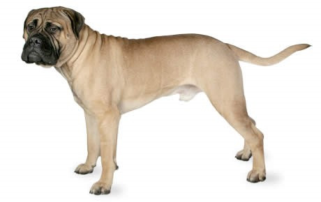 Bullmastiff được lai tạo giữa giống chó Bulldog và chó ngao Mastiff. Loài chó này có dáng vẻ tỏ lớn, mạnh mẽ và tốc độ. Chúng rất dũng mãnh, thông minh và trung thành, tuy nhiên cũng khá cứng đầu, độc lập và hung dữ với những con chó lạ.