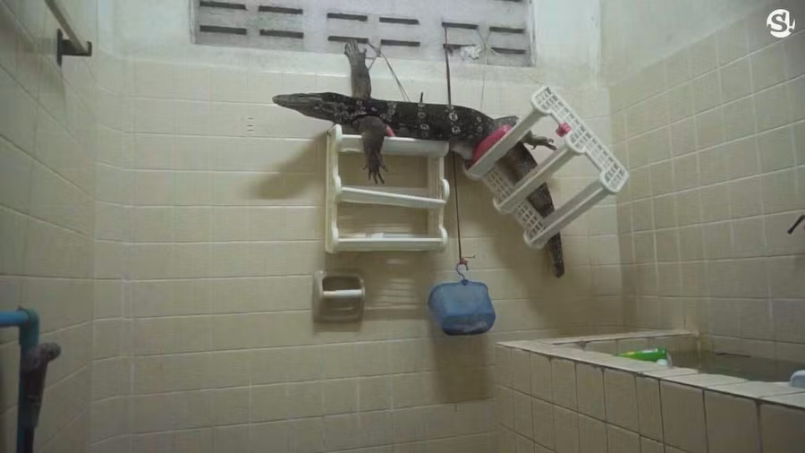 phat hien sinh vat gom ghiec khong lo trong phong tam hinh anh 2