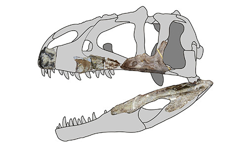 Hóa thạch 114 triệu năm tiết lộ "siêu dã thú" mới ảnh 1 Hộp sọ khủng long Siamraptor suwati. Ảnh: Phys.
