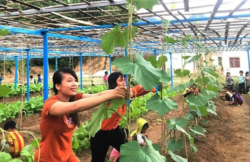 Cô và trò trường tiểu học Trà Tập chăm sóc giàn bí. Ảnh:Trần Tú. 