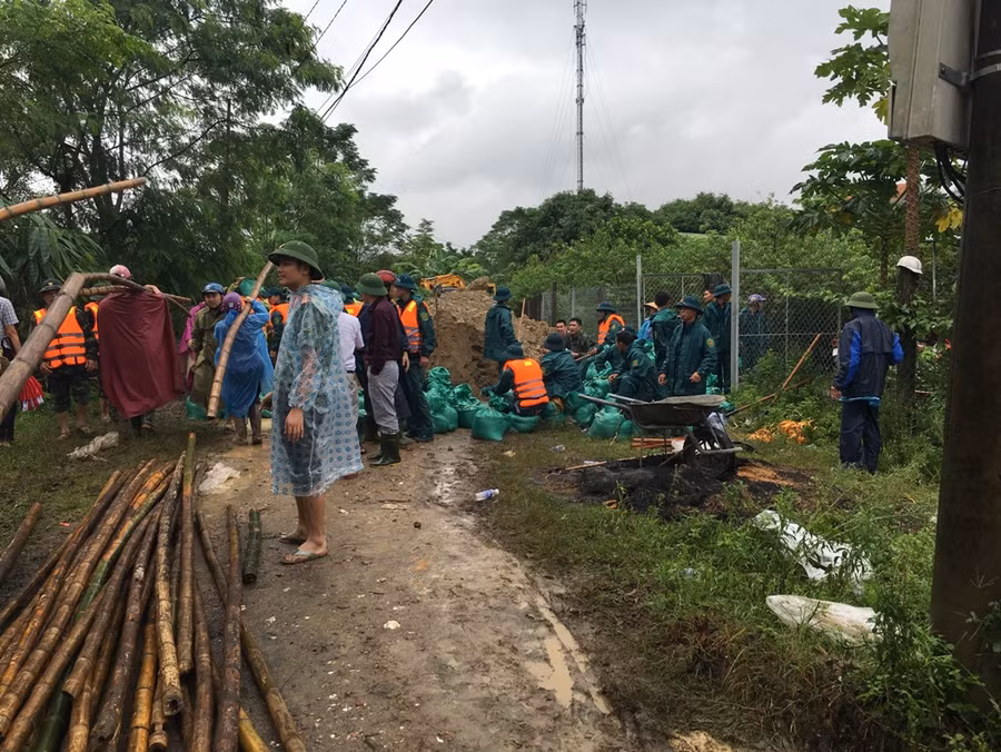 Tập kết cọc tre để hộ đê sông Vinh