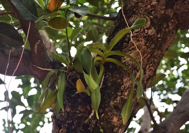 Mít cổ 120 triệu đồng/cây, đại gia ráo riết săn lùng