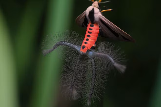 Con quái vật này đã gây bão mạng xã hội trong rất nhiều ngày mà không ai biết nó là gì - Ảnh 4.