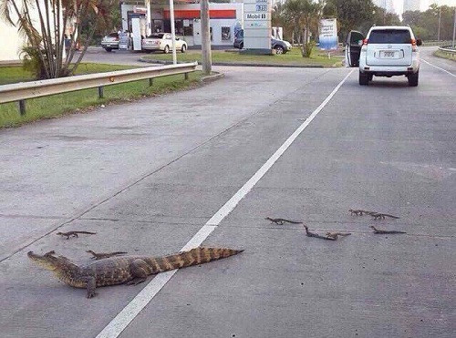 Gia đình cá sấu qua đường. 10-anh-hai-hot-nhat-facebook-trong-ngay-1