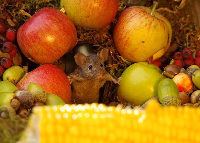 Thấy chuột chạy lăng quăng trong vườn, chàng nhiếp ảnh gia không tóm gọn mà làm một việc kéo cả làng chuột đến ở - Ảnh 3.