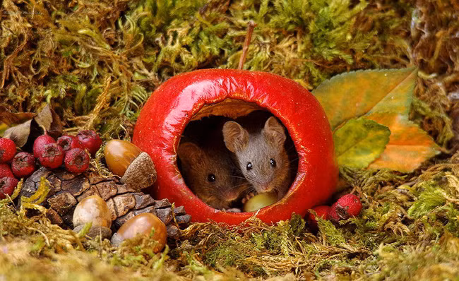 Thấy chuột chạy lăng quăng trong vườn, chàng nhiếp ảnh gia không tóm gọn mà làm một việc kéo cả làng chuột đến ở - Ảnh 6. Thấy chuột chạy lăng quăng trong vườn, chàng nhiếp ảnh gia không tóm gọn mà làm một việc kéo cả làng chuột đến ở - Ảnh 6.