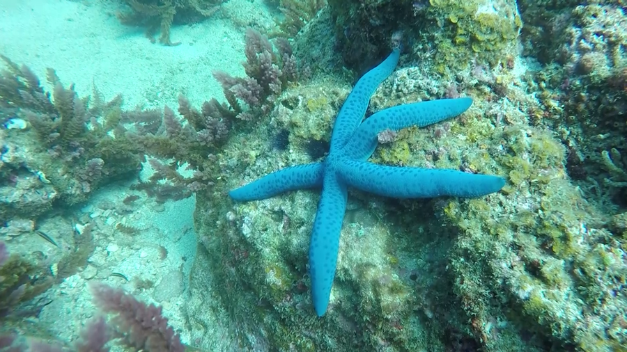 Chơi Tết, ai đã từng thấy san hô đen cực hiếm ở thủy cung Cồn Cỏ? - ảnh 6