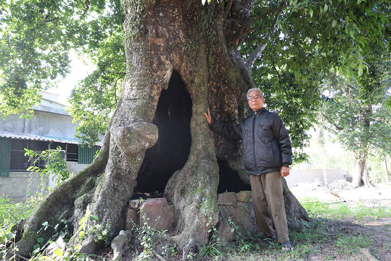 5 cây thị gần 700 tuổi linh thiêng trả chục tỷ không ai bán ảnh 2 5 cây thị gần 700 tuổi linh thiêng trả chục tỷ không ai bán