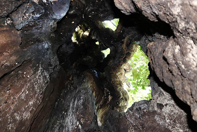 Bên trong thân cây như một hang động bí hiểm. 5 cây thị gần 700 tuổi linh thiêng trả chục tỷ không ai bán