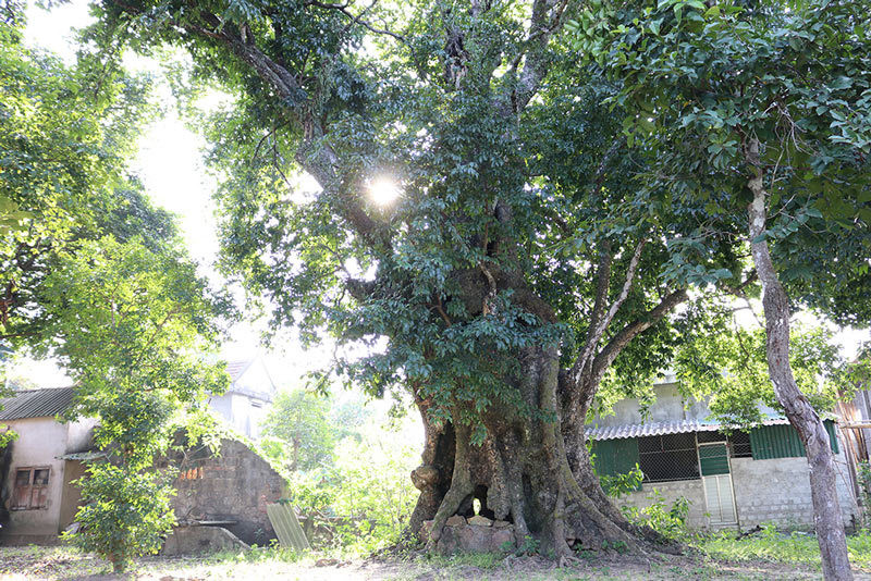 Cây thị từng được nghĩa quân Lam Sơn dùng để buộc voi. 5 cây thị gần 700 tuổi linh thiêng trả chục tỷ không ai bán
