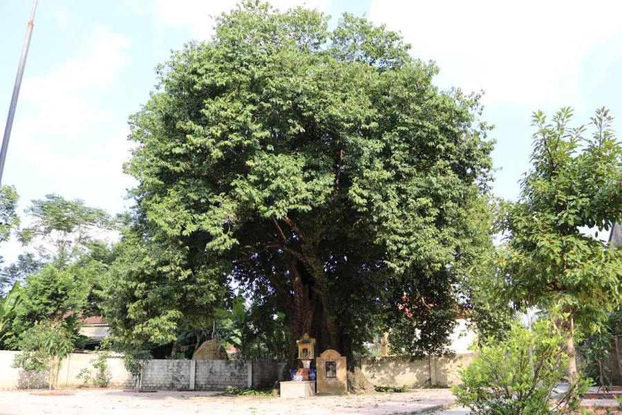 Cây thị Họ có thân hình đồ sộ. 5 cây thị gần 700 tuổi linh thiêng trả chục tỷ không ai bán
