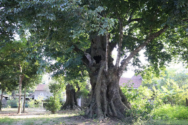 5 gốc thị gần 700 năm tuổi được trả 12 tỷ đồng nhưng không ai dám bán. 5 cây thị gần 700 tuổi linh thiêng trả chục tỷ không ai bán