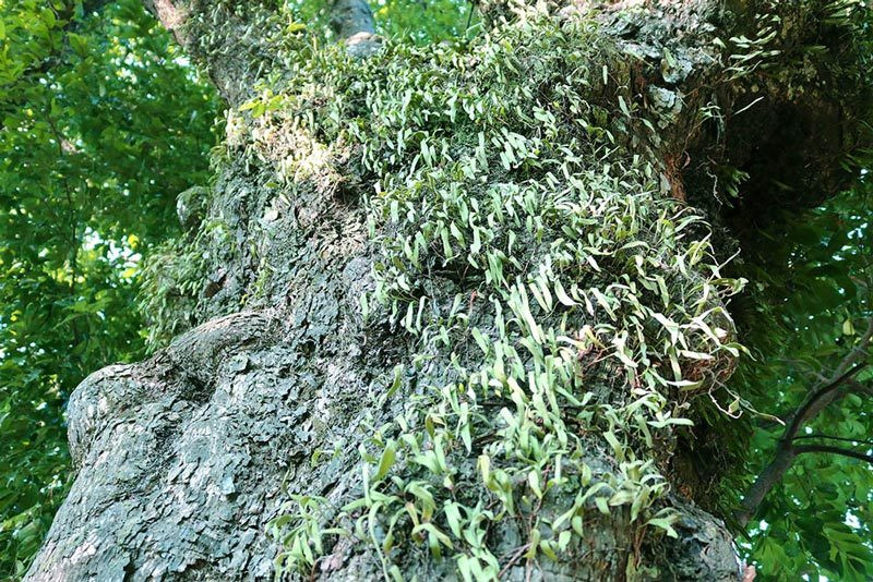 5 cây thị gần 700 tuổi linh thiêng trả chục tỷ không ai bán ảnh 5 5 cây thị gần 700 tuổi linh thiêng trả chục tỷ không ai bán