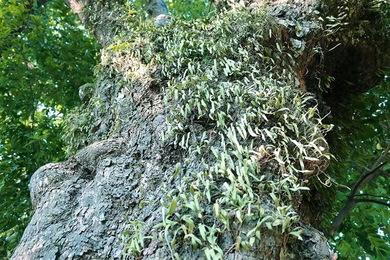 5 cây thị gần 700 tuổi linh thiêng trả chục tỷ không ai bán