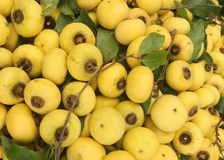 5 cây thị gần 700 tuổi linh thiêng trả chục tỷ không ai bán ảnh 7 5 cây thị gần 700 tuổi linh thiêng trả chục tỷ không ai bán