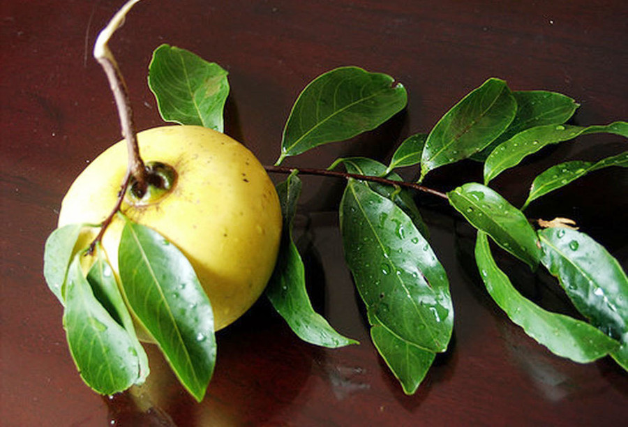 Quả cây thị có màu vàng ươm như mỡ gà. 5 cây thị gần 700 tuổi linh thiêng trả chục tỷ không ai bán