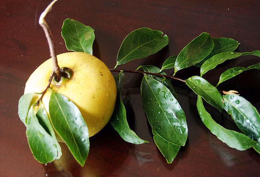 5 cây thị gần 700 tuổi linh thiêng trả chục tỷ không ai bán