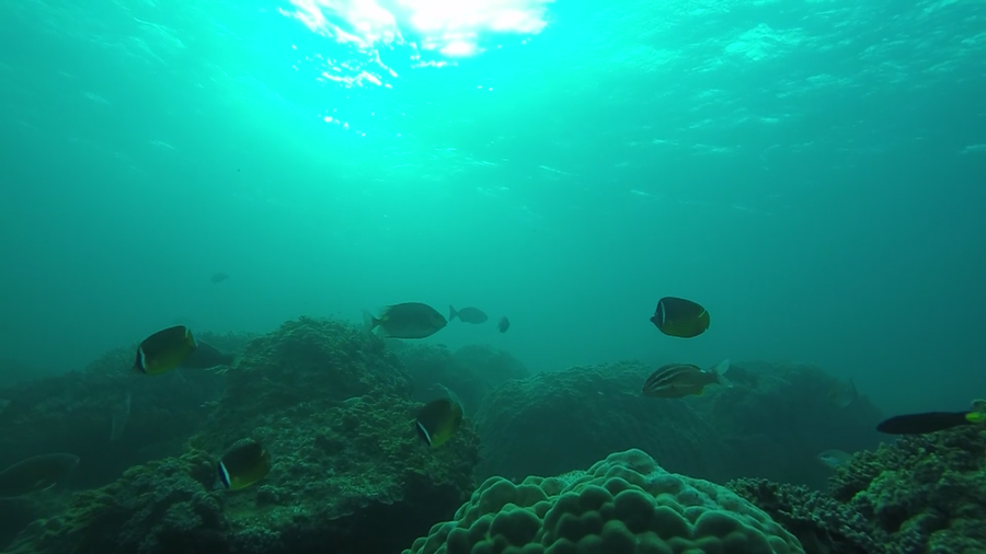 Chơi Tết, ai đã từng thấy san hô đen cực hiếm ở thủy cung Cồn Cỏ? - ảnh 4