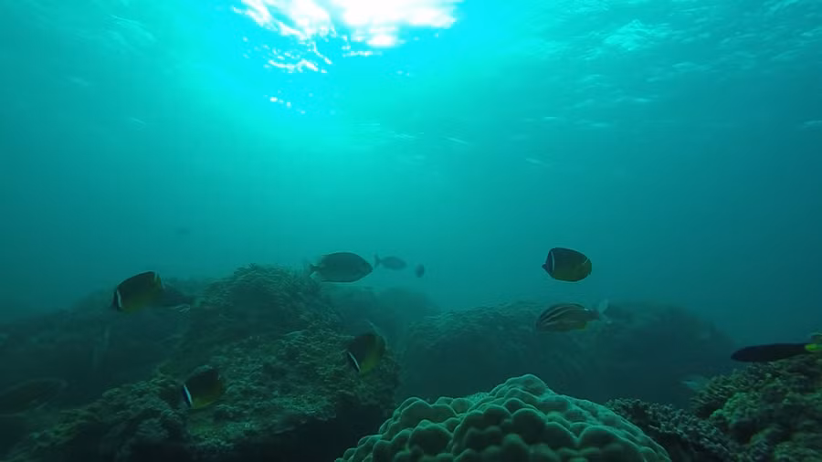 Chơi Tết, ai đã từng thấy san hô đen cực hiếm ở thủy cung Cồn Cỏ? - ảnh 4